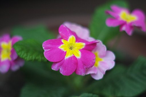奥様が植えた「プリムラ ポリアンサ」