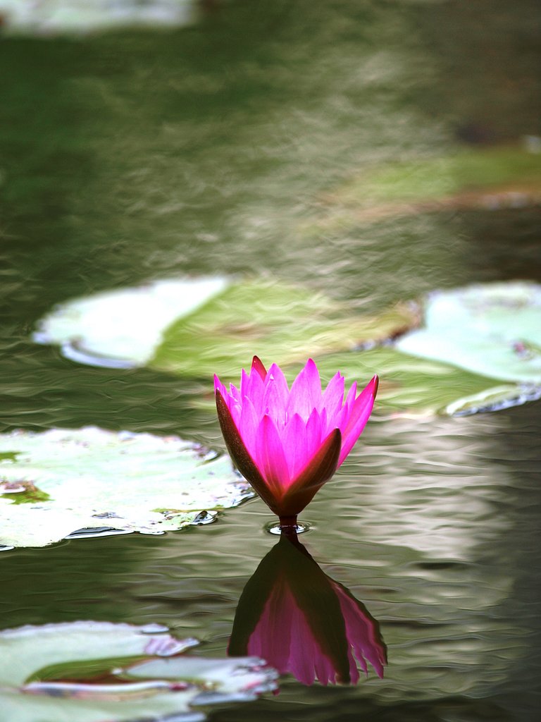 池の花