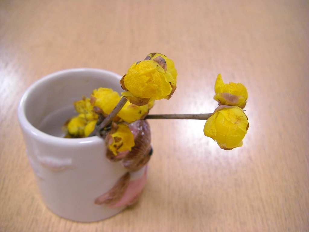 蕾が