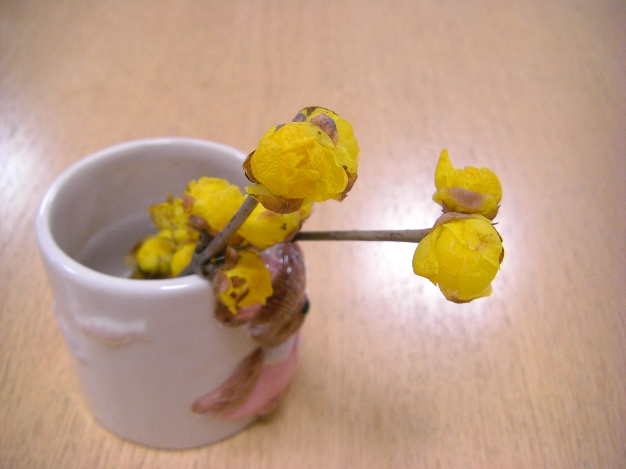 蕾が