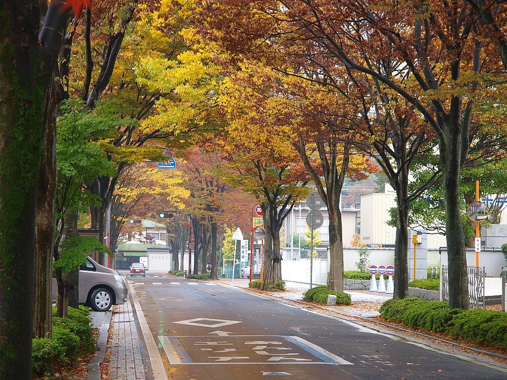 街路樹・・