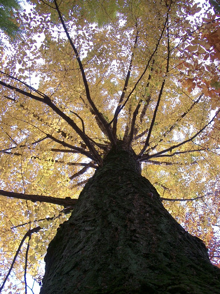 〜　紅葉　〜