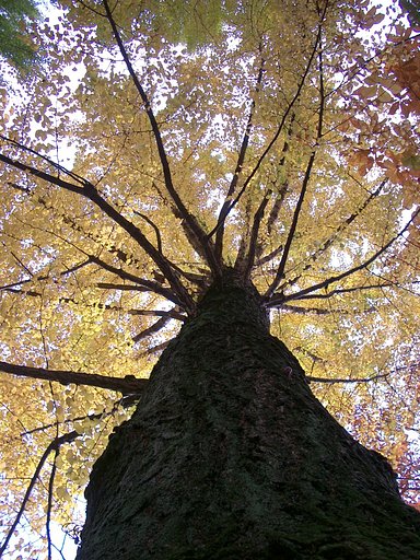 〜　紅葉　〜