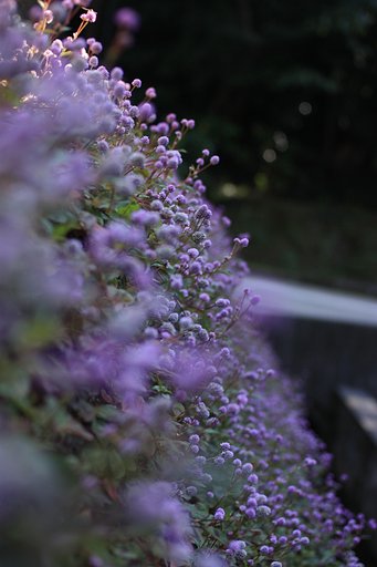 紫のぼんぼり