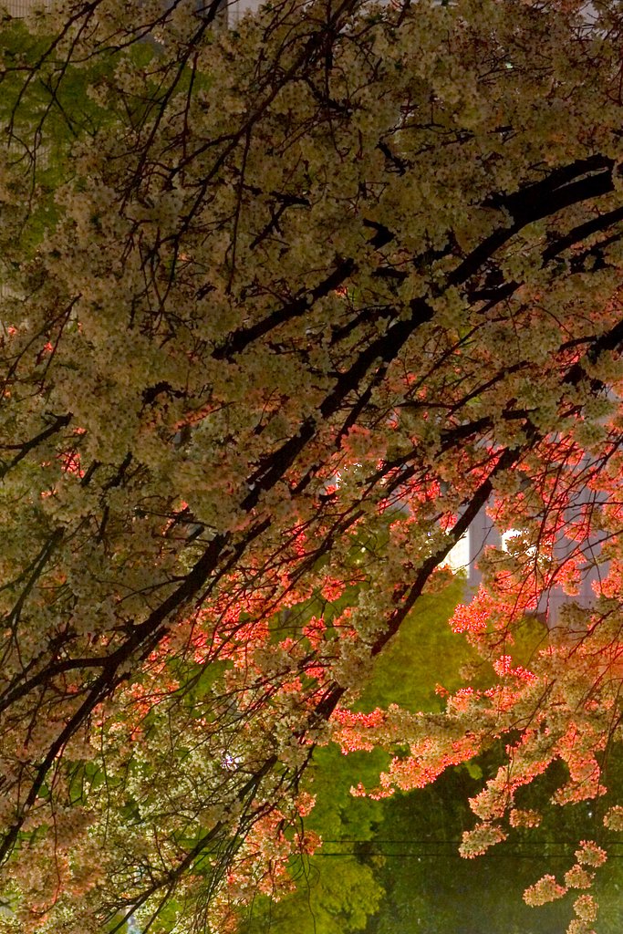 失敗桜