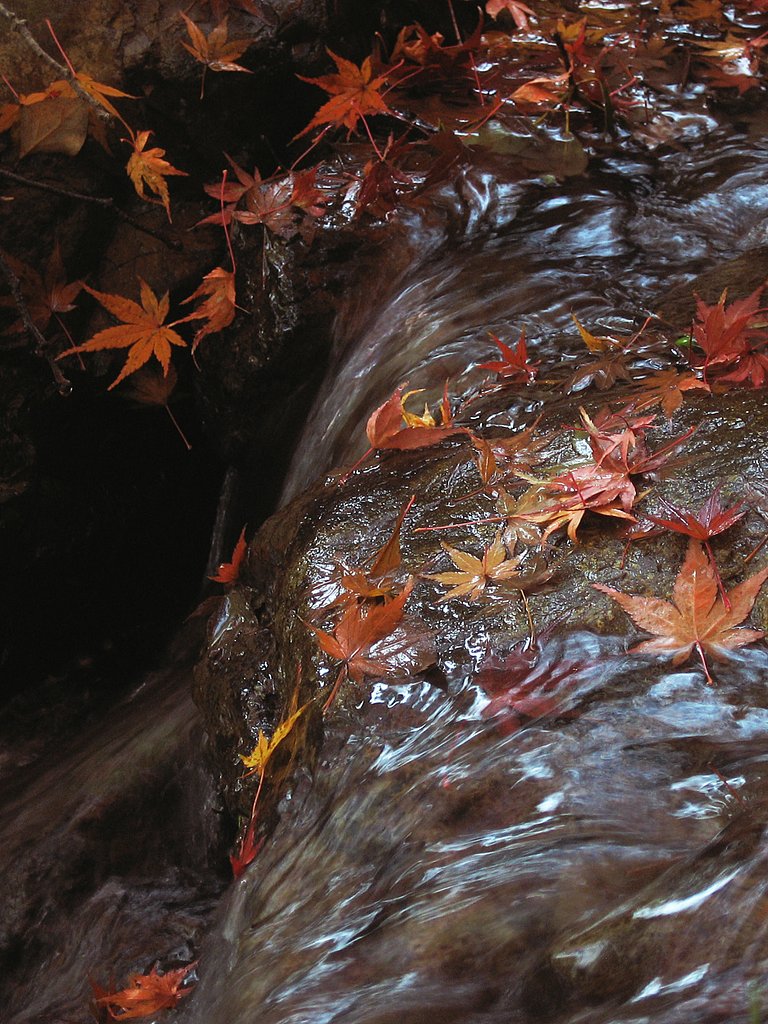 【トキメキの色】水楓落葉