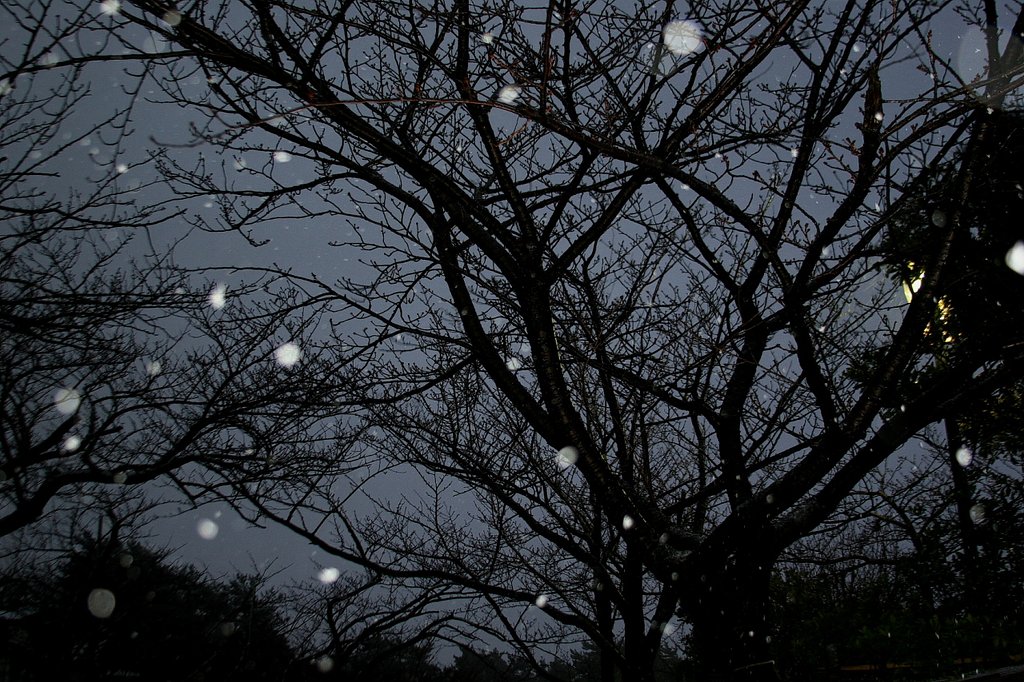 冷たい雨が雪に変わる頃