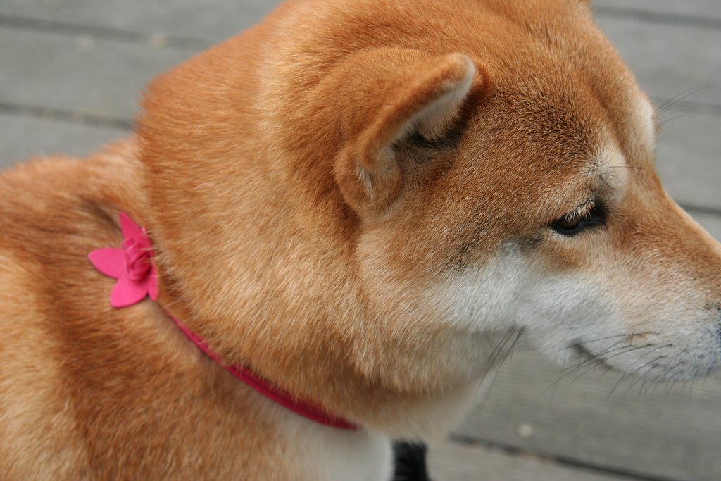 今ふたたびの凛(りん)でーす