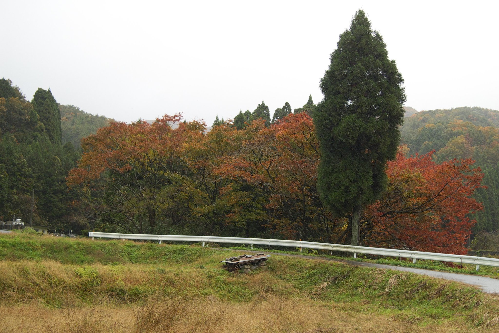 紅葉と雨降り！