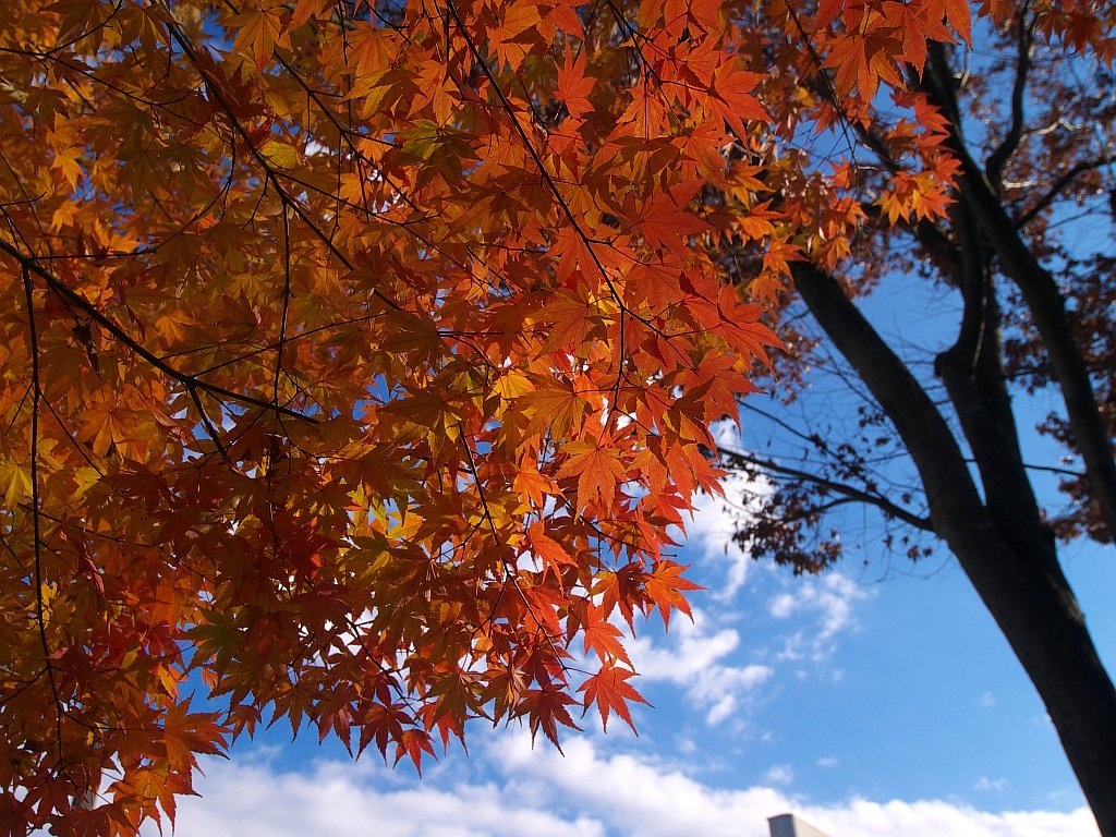 紅葉・・・