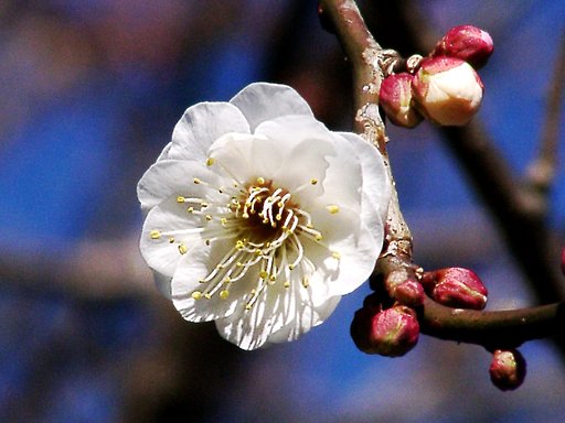 ●初春スケッチ-16 神代植物公園④