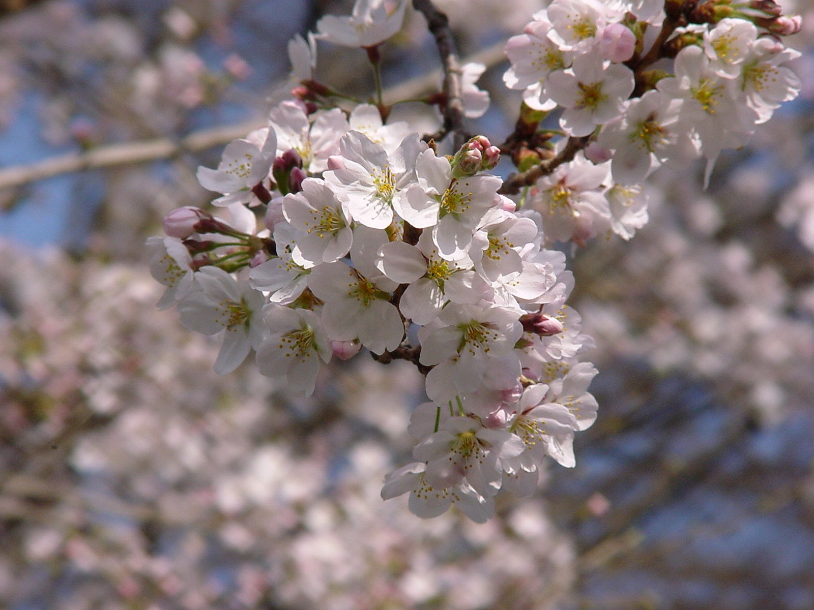 桜便り