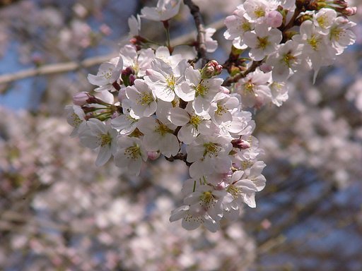 桜便り