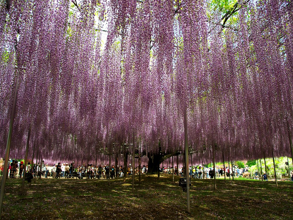 【2008】世界が息を呑んだ美しさ・・・