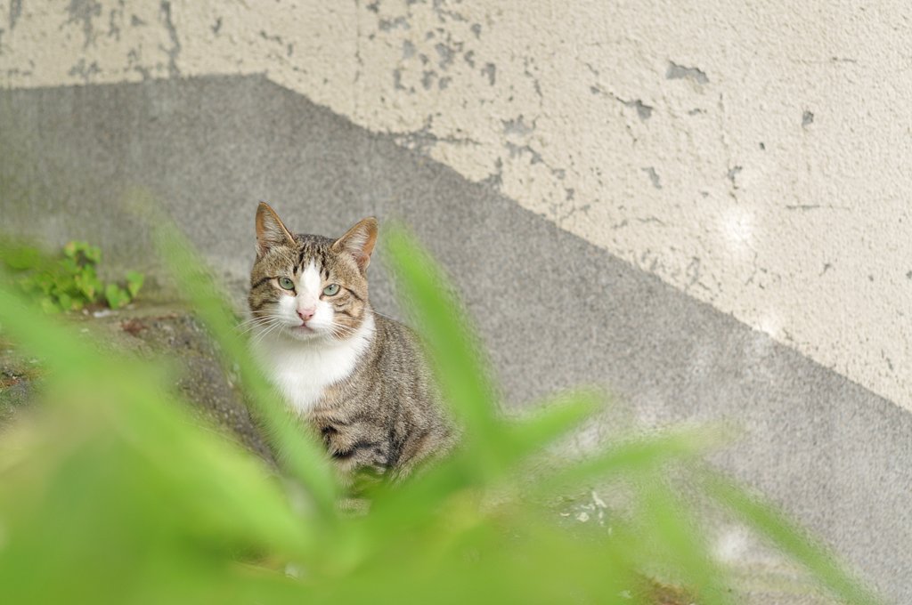 ベッピンさん