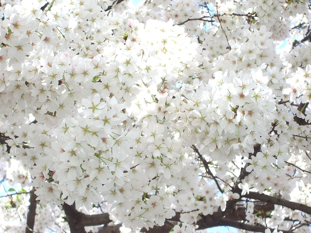 集合！