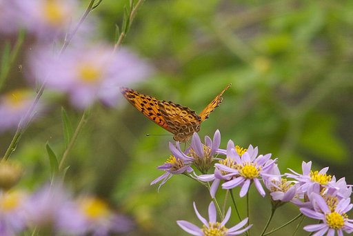 シオンで吸蜜中のミドリヒョウモン？