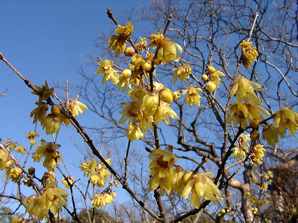 ●初春スケッチ-19 神代植物公園⑦