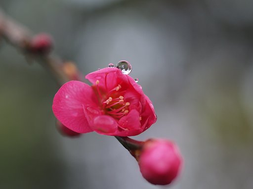 紅梅に水晶玉