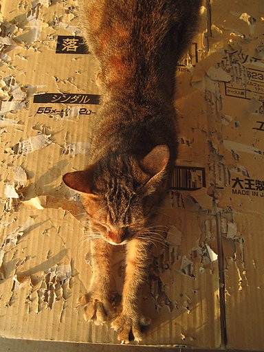 【2008】二月、野良の伸び〜