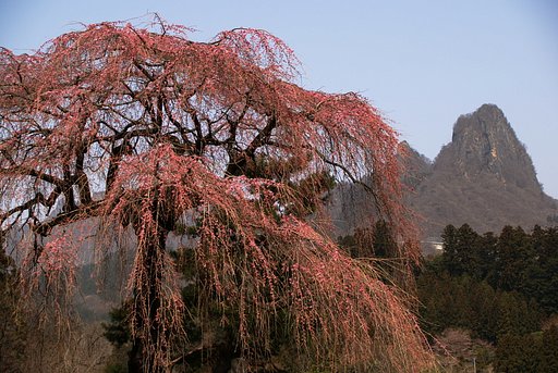 しだれ桜