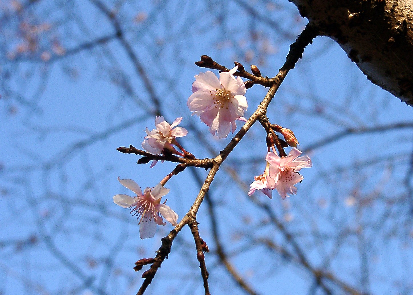 ●初春スケッチ-29 神代植物公園⑰
