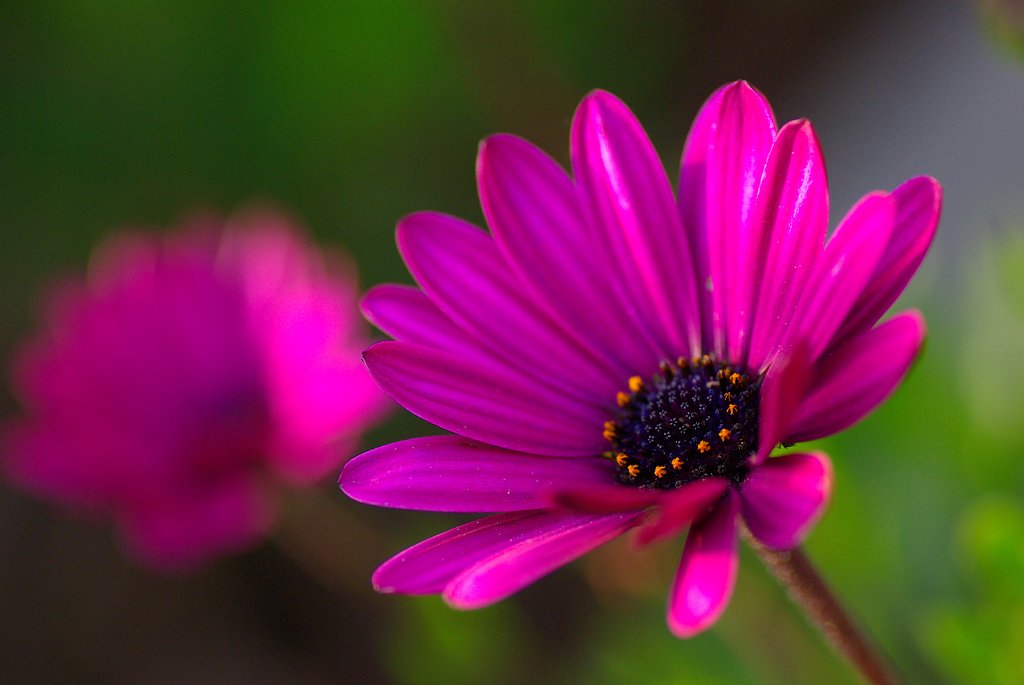散歩で見た素敵な花