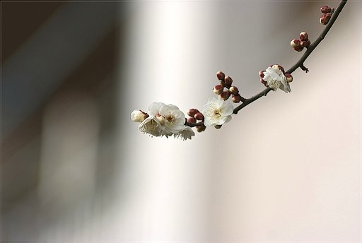 「トキメキの色」白梅　ふたたび