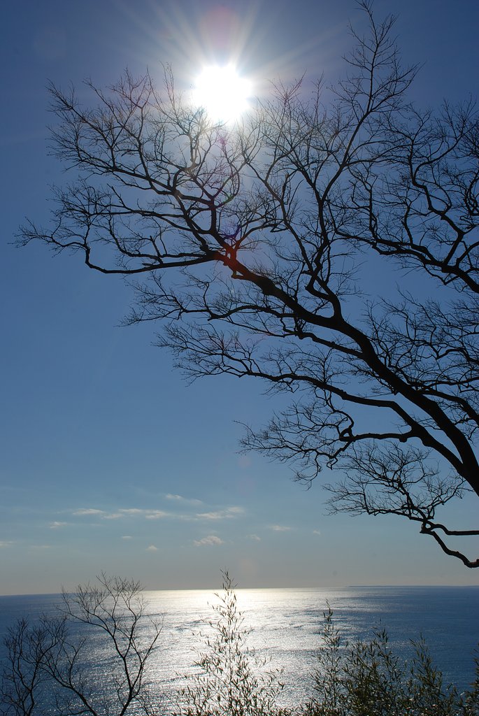 駿河湾