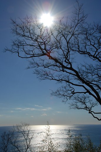 駿河湾