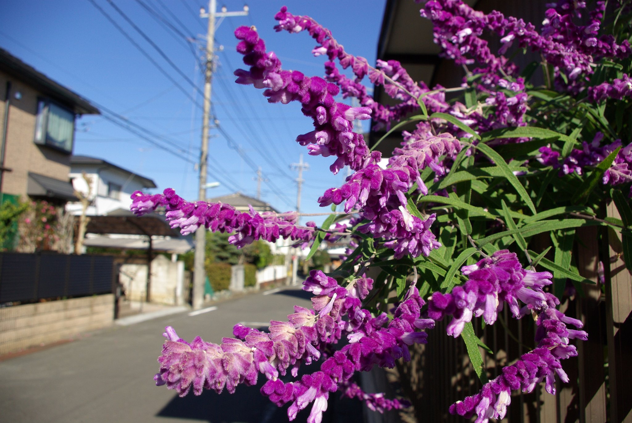冬に咲く