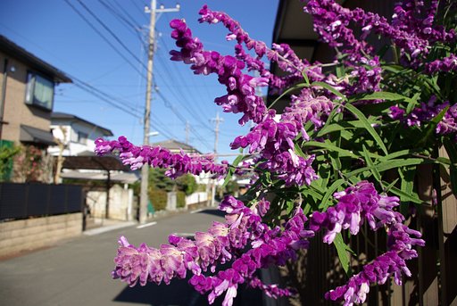 冬に咲く