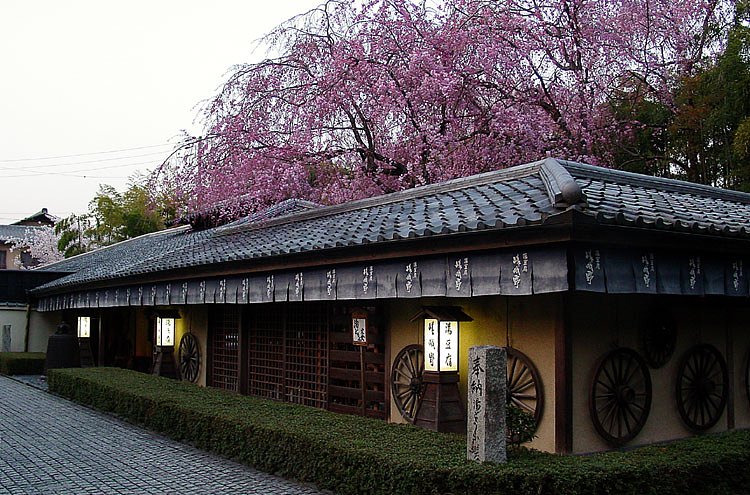 桜の下で湯豆腐