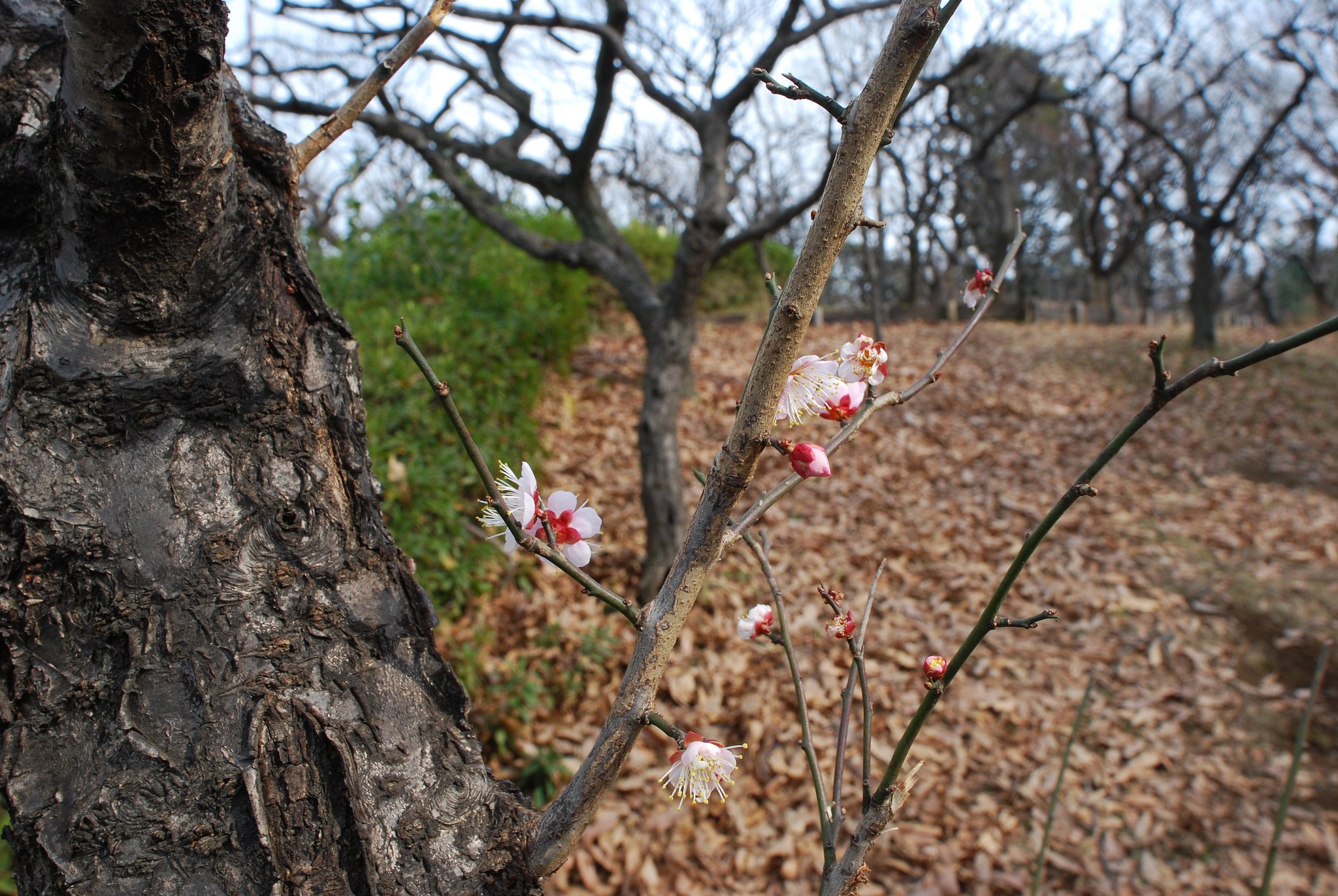 Ai Nikkor 18mmF3.5s