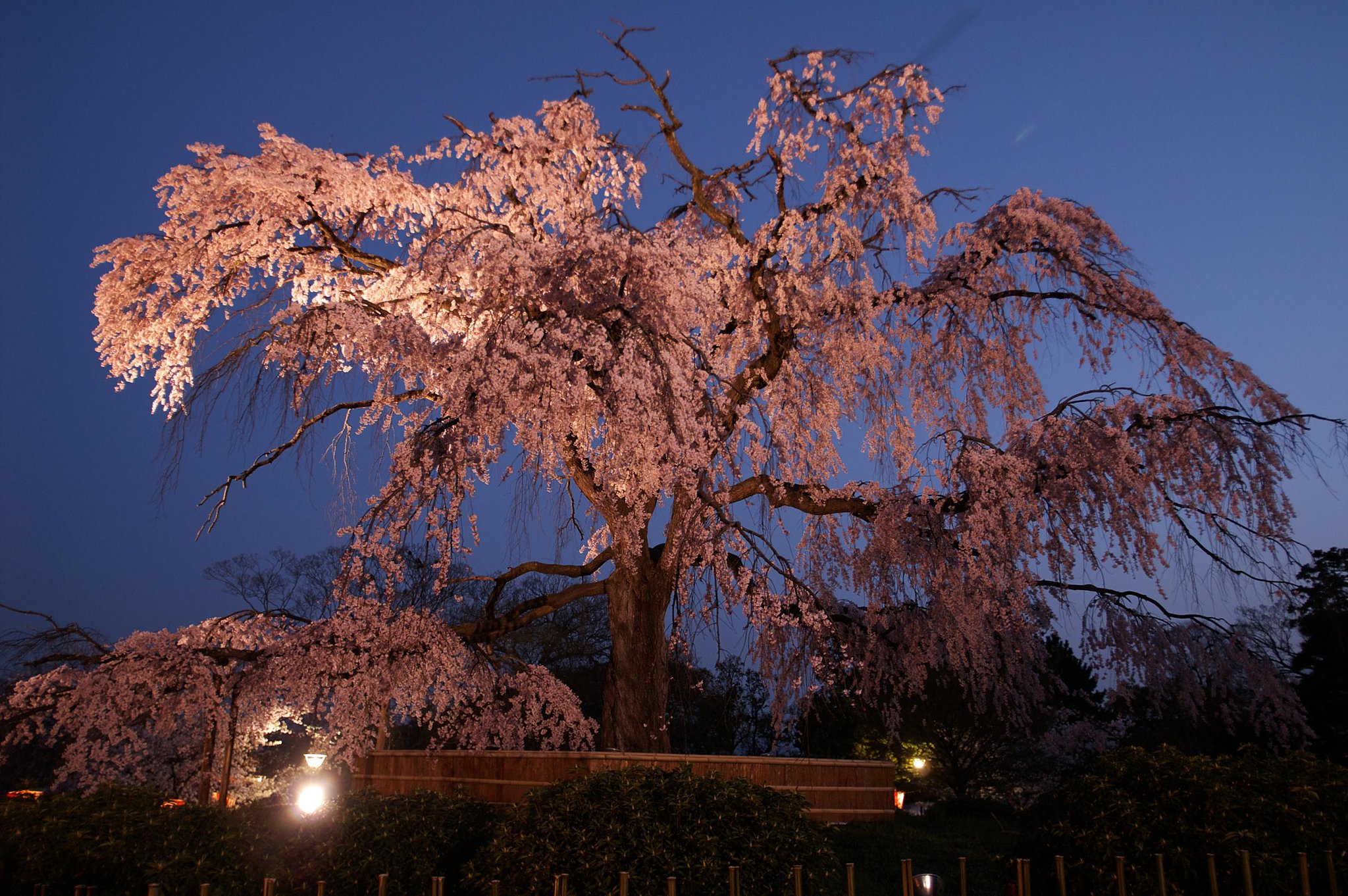 円山公園