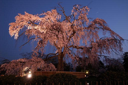 円山公園