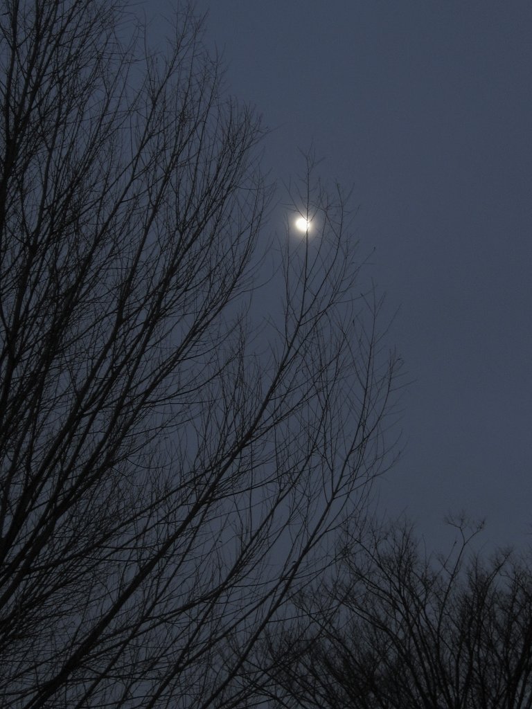 朧月夜