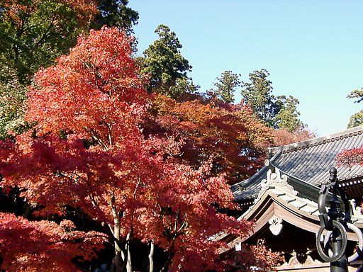◆紅葉スケッチ-25 高尾山(21)
