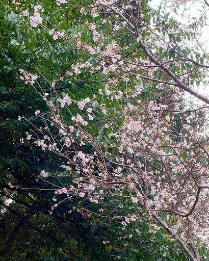「トキメキの色」コブクザクラ