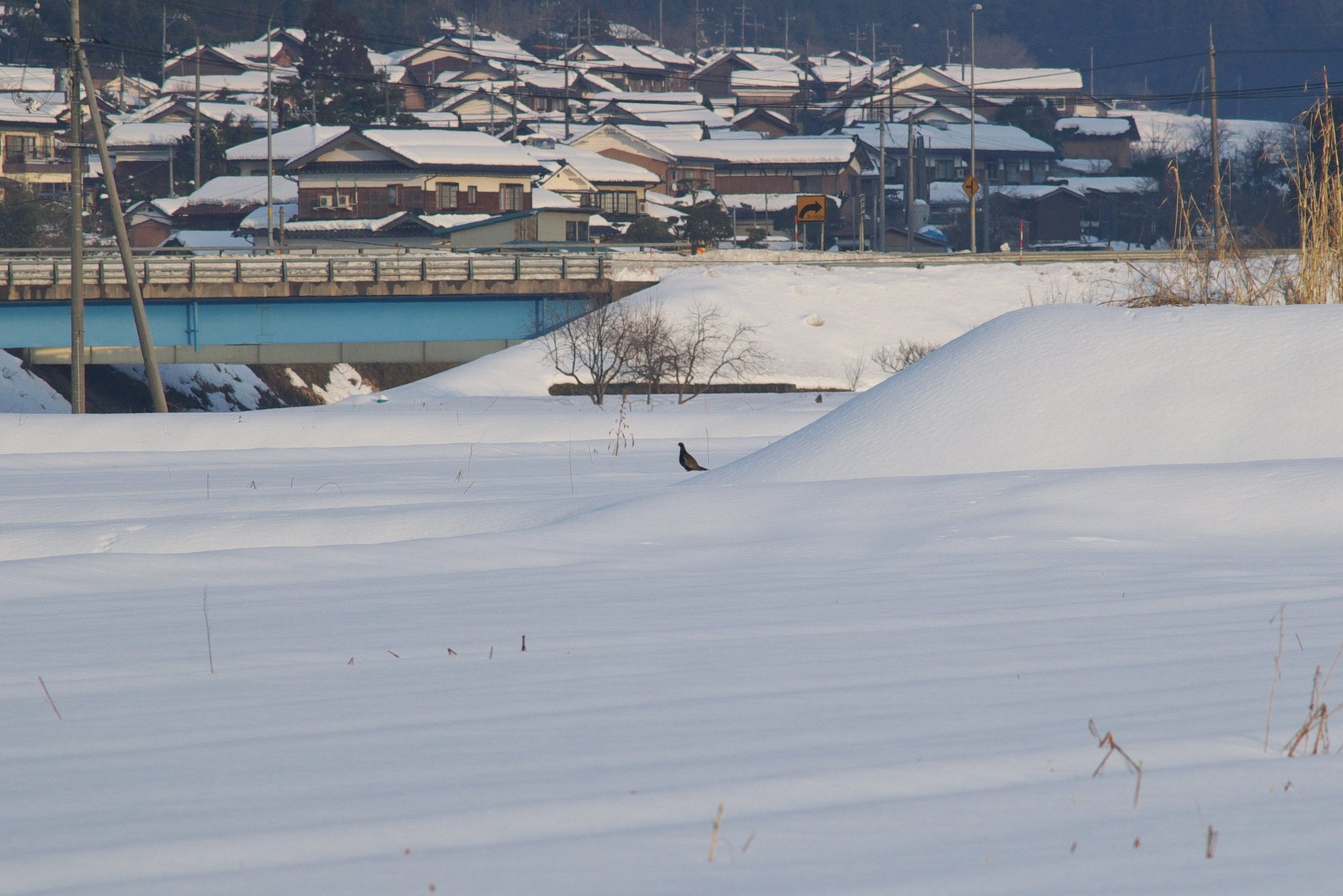大雪の田にぽつんと雉が