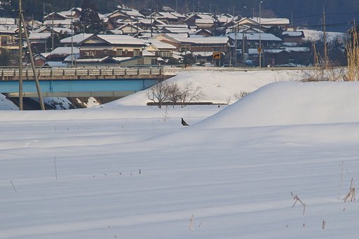 大雪の田にぽつんと雉が
