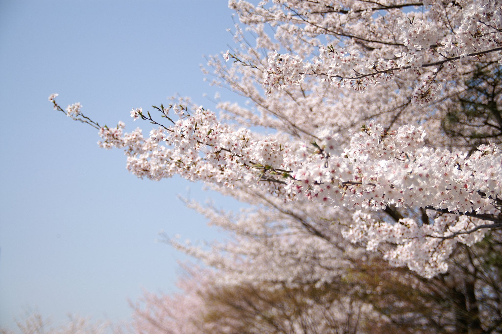 飛鳥山の桜