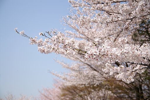 飛鳥山の桜