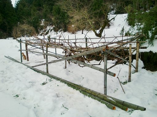 今日もキウイ畑に行ってました。