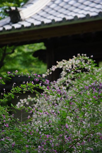萩