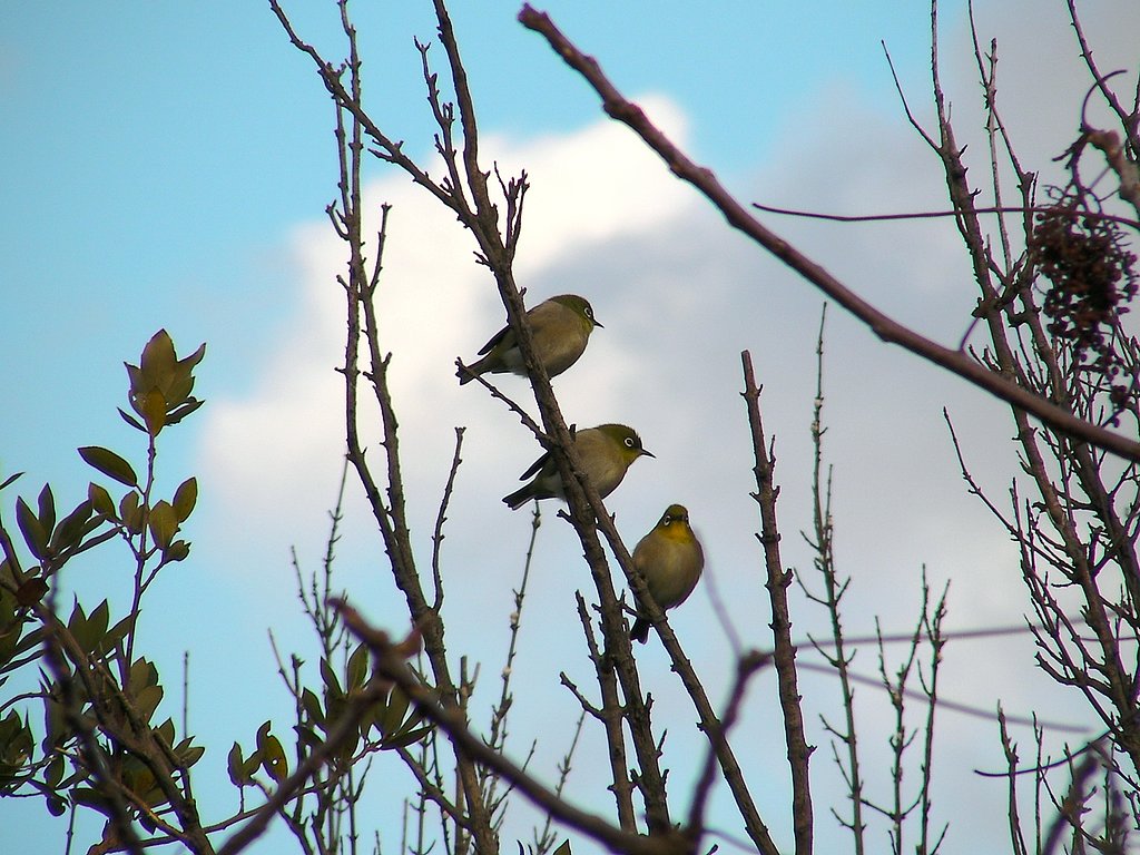 トリオ　ザ　メジローズ