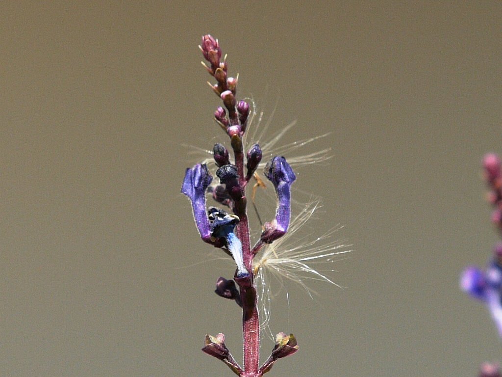 【トキメキの色】冬の花2