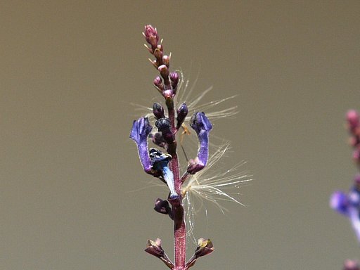 【トキメキの色】冬の花2