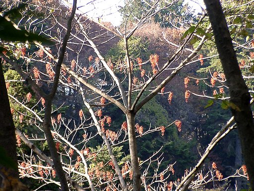 ◆紅葉スケッチ-28 高尾山(24)