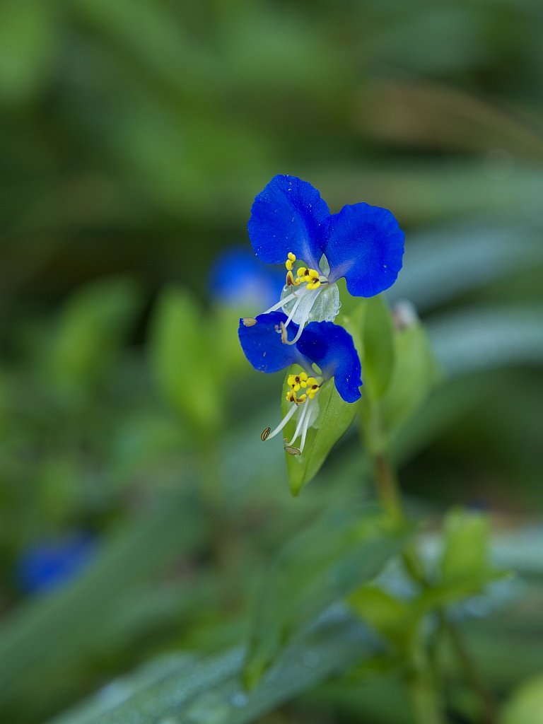 露草